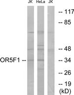 OR5F1 Antibody in Western Blot (WB)