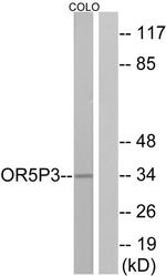 OR5P3 Antibody in Western Blot (WB)