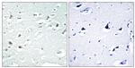 Phospho-alpha Synuclein (Tyr125) Antibody in Immunohistochemistry (Paraffin) (IHC (P))