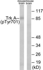 Phospho-TrkA (Tyr701) Antibody in Western Blot (WB)