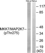 Phospho-MEK7 (Thr275) Antibody in Western Blot (WB)