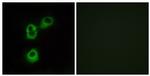 OR5M1 Antibody in Immunocytochemistry (ICC/IF)