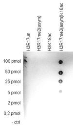 H3K17me2aK18ac Antibody