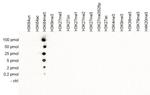 H3K64me3 Antibody