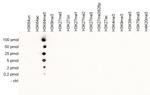 H3K64me3 Antibody in Peptide array (ARRAY)