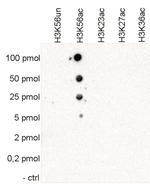 H3K56ac Antibody