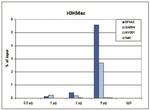 H3K56ac Antibody in ChIP Assay (ChIP)