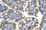 TOX2 Antibody in Immunohistochemistry (Paraffin) (IHC (P))