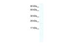 MIXL1 Antibody in Western Blot (WB)