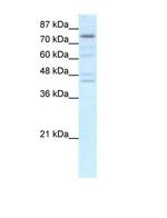 EOMES Antibody in Western Blot (WB)