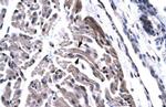 TAF15 Antibody in Immunohistochemistry (Paraffin) (IHC (P))