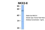 Nkx2.8 Antibody in Western Blot (WB)