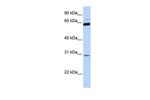 Neurogenin 1 Antibody in Western Blot (WB)