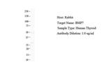 BMP-7 Antibody in Western Blot (WB)