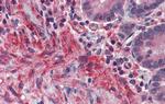 PRDM5 Antibody in Immunohistochemistry (IHC)