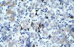 PCYOX1 Antibody in Immunohistochemistry (Paraffin) (IHC (P))