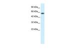 PCYOX1 Antibody in Western Blot (WB)