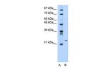 PMF1 Antibody in Western Blot (WB)