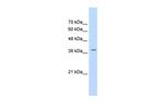 RALY Antibody in Western Blot (WB)