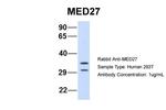 MED27 Antibody in Western Blot (WB)