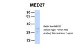 MED27 Antibody in Western Blot (WB)