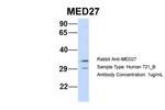 MED27 Antibody in Western Blot (WB)