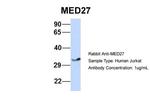 MED27 Antibody in Western Blot (WB)