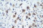 PAX9 Antibody in Immunohistochemistry (Paraffin) (IHC (P))