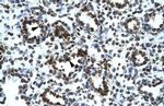 PRR7 Antibody in Immunohistochemistry (IHC)