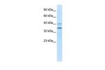 PRR7 Antibody in Western Blot (WB)