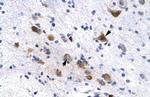 KCNH6 Antibody in Immunohistochemistry (IHC)