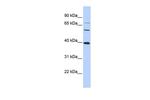 c-MAF Antibody in Western Blot (WB)