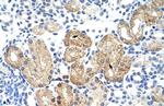 SOX15 Antibody in Immunohistochemistry (IHC)