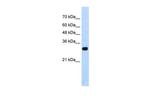 SOX15 Antibody in Western Blot (WB)