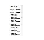 SNRNP70 Antibody in Western Blot (WB)