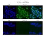 PPP1R10 Antibody in Immunocytochemistry (ICC/IF)