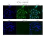 PPP1R10 Antibody in Immunocytochemistry (ICC/IF)