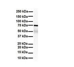 KHSRP Antibody in Western Blot (WB)