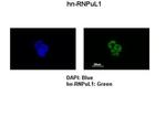 hnRNP UL1 Antibody in Immunocytochemistry (ICC/IF)