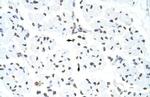 hnRNP UL1 Antibody in Immunohistochemistry (Paraffin) (IHC (P))