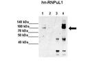 hnRNP UL1 Antibody in Immunoprecipitation (IP)