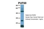 PUF60 Antibody in Western Blot (WB)