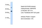 PUF60 Antibody in Western Blot (WB)