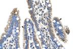 SLC25A39 Antibody in Immunohistochemistry (IHC)