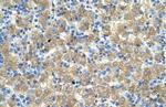 MARVELD3 Antibody in Immunohistochemistry (IHC)