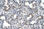 FAM134B Antibody in Immunohistochemistry (IHC)