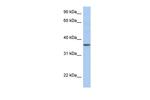 LFNG Antibody in Western Blot (WB)