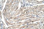 MGST2 Antibody in Immunohistochemistry (IHC)