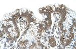 POFUT2 Antibody in Immunohistochemistry (IHC)