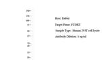 FCGRT Antibody in Western Blot (WB)